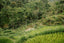 Indonesian Rice fields II