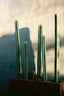 Shades of Green and Cacti