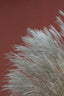 Grasses In The Wind  Terracotta