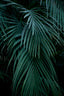 green blue tropical palm leafs