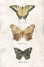 Butterflies5