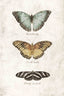 Butterflies6