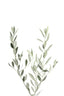 Olive Branch