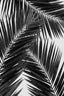 Palm Leaf Black & White Iii