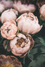 Pastel Peony