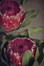 Red Protea1