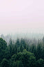 The Fog And The Forest I