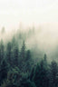 The Fog And The Forest Ii