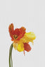 Tulip Still Life