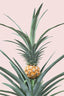 Baby Pineapple