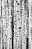 Birch Bw