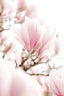 Blossoming Magnolia Pink Flowers In Spring