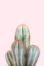 Blush Cactus