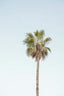 California Palm Tree