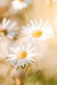 Daisies In Sunlight Vertical Art Print