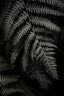 Dark Forests Fern