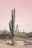 Desert Cactus Blush