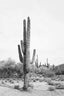 Desert Cactus Bw