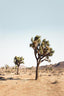 Desert Tree