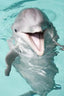 Dolphin Portrait