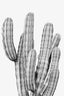 Grey Cactus