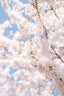 Japanese Cherry Blossom Art Print