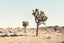 Joshua Tree Desert