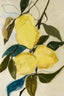 Lemon study1