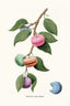 Macaron plant