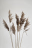 Natural Pampas Reed