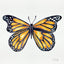 Monarch Butterfly