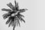 Palm tree in black and white