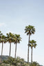 Palmtrees Of California