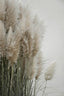 Pampas Grass Cloudy Heaven