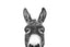 Peeking Donkey Bw