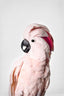 Pink Cockatoo