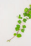 Plants On The Beach Wall Mural