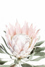 Protea