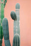 Cactus on pink