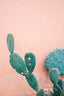 Cactus on Pink II