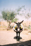 Donkey in Agafay desert I