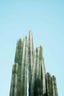 Tall Cacti