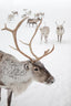 Reindeer With Antlers In Norway