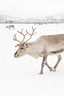 Reindeer With Antlers In Norway Iii