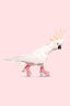 Rollerskating Cockatoo