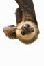 Sloth