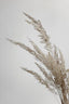 Soft Natural Pampas Grass