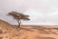 tree in the sahara desert