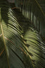 Tropical Palm Leaves