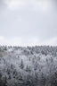 White Winter Forest